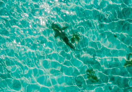 Un cane attacca uno squalo martello alle Bahamas
